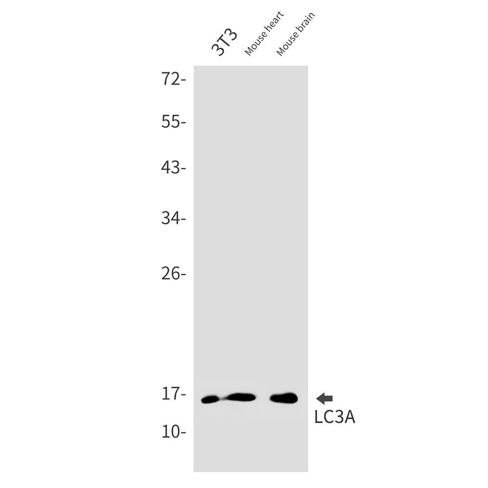 LC3A Rabbit mAb